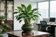 适合办公室摆放的绿植，打造健康高效的办公环境