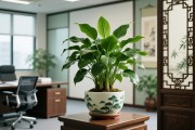 办公室最吉利的绿植，为您的职场空间注入生机与好运