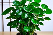 属牛人家里适合养什么植物？这几种绿植招财又旺运