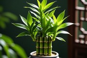 属羊最旺的植物第一名，富贵竹—吉祥与生机的象征